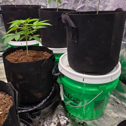 Gangsta Grape growlog timeline photo