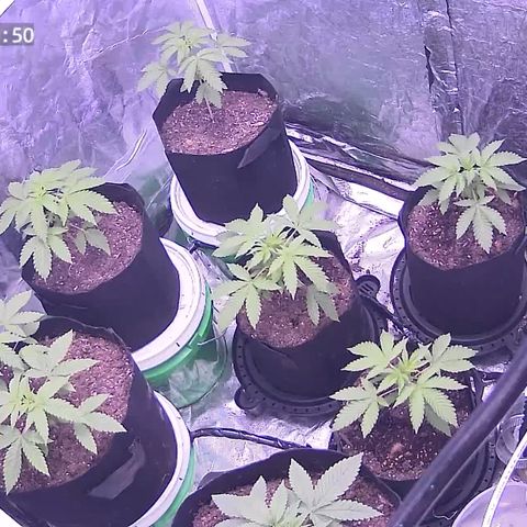 Gangsta Grape growlog timeline photo