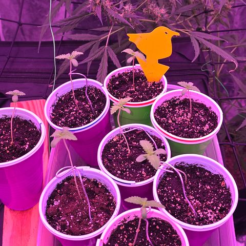 Gangsta Grape growlog timeline photo