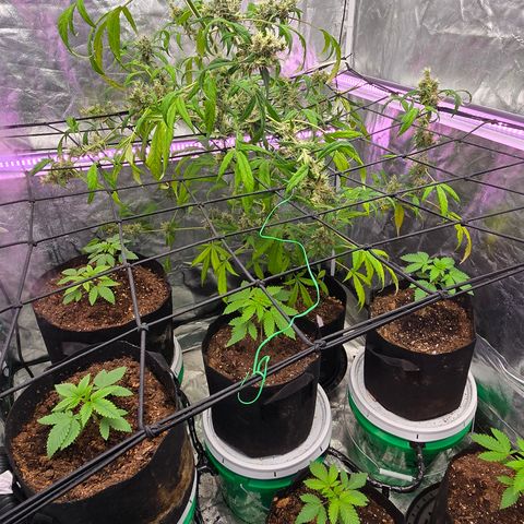 Gangsta Grape growlog timeline photo
