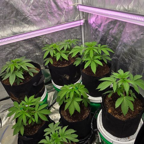 Gangsta Grape growlog timeline photo