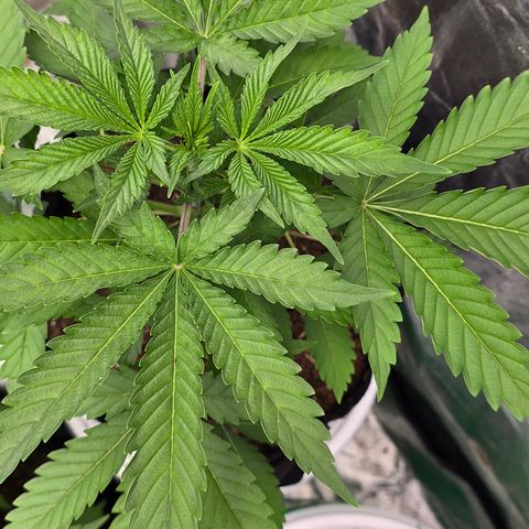 Gangsta Grape growlog timeline photo