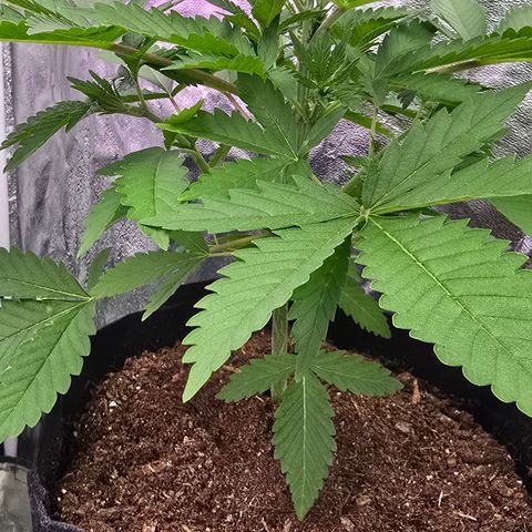 Gangsta Grape growlog timeline photo