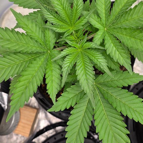 Gangsta Grape growlog timeline photo