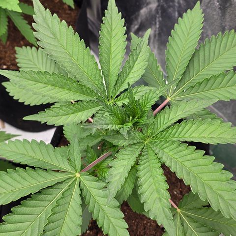 Gangsta Grape growlog timeline photo