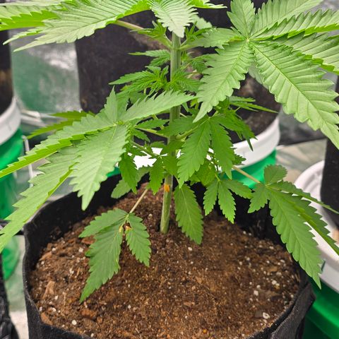 Gangsta Grape growlog timeline photo