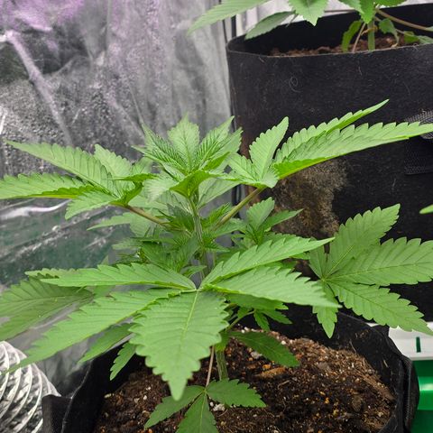 Gangsta Grape growlog timeline photo