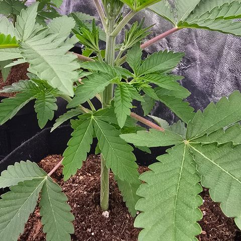 Gangsta Grape growlog timeline photo