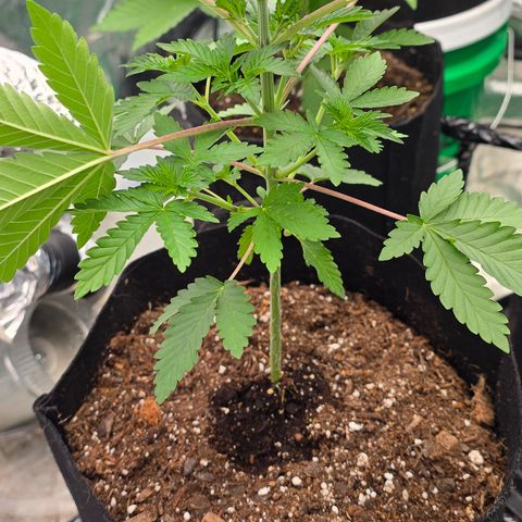 Gangsta Grape growlog timeline photo