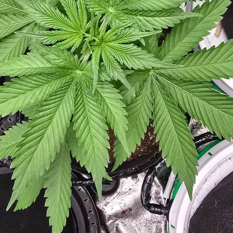 Gangsta Grape growlog timeline photo