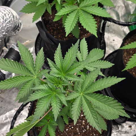 Gangsta Grape growlog timeline photo