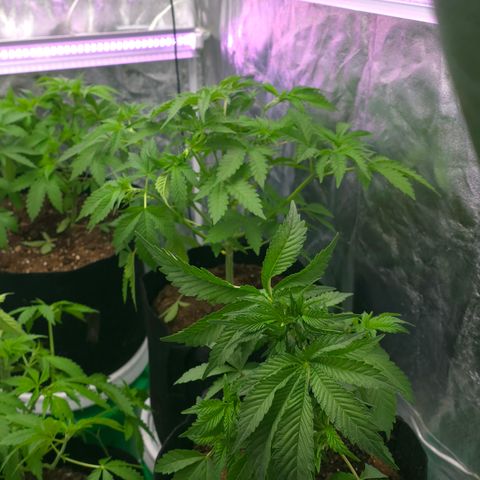 Gangsta Grape growlog timeline photo