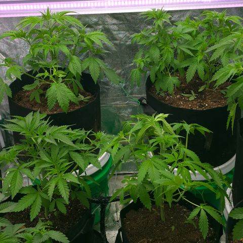 Gangsta Grape growlog timeline photo