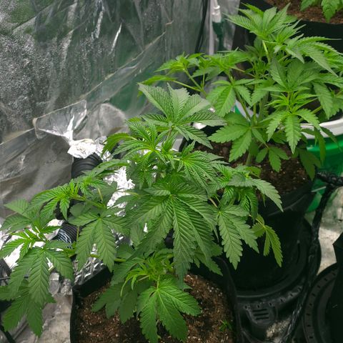 Gangsta Grape growlog timeline photo