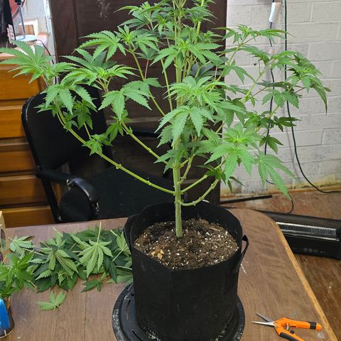 Gangsta Grape growlog timeline photo
