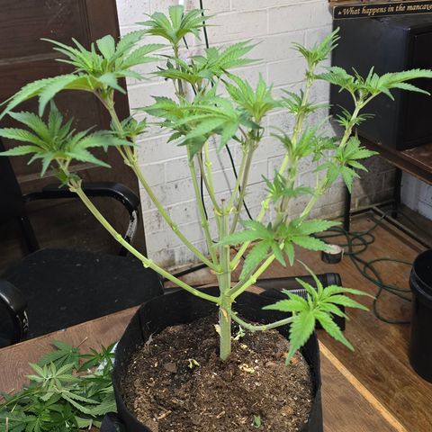 Gangsta Grape growlog timeline photo