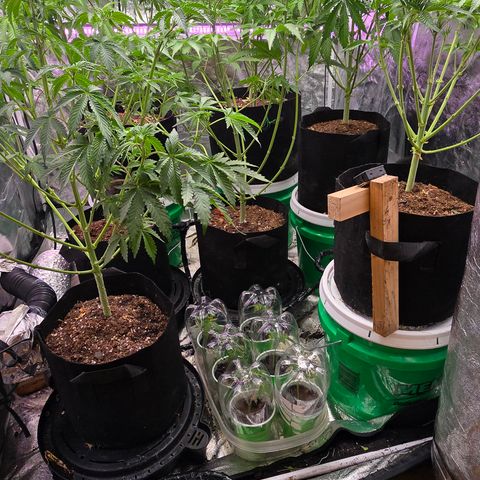 Gangsta Grape growlog timeline photo