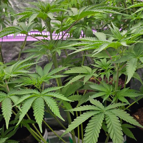 Gangsta Grape growlog timeline photo