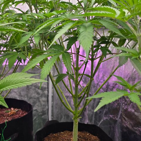 Gangsta Grape growlog timeline photo