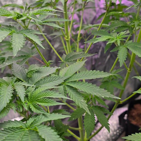 Gangsta Grape growlog timeline photo