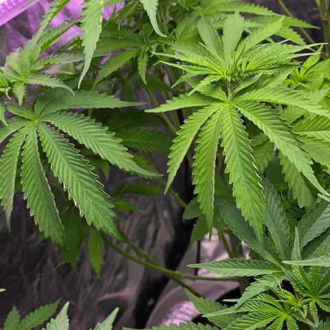 Gangsta Grape growlog timeline photo