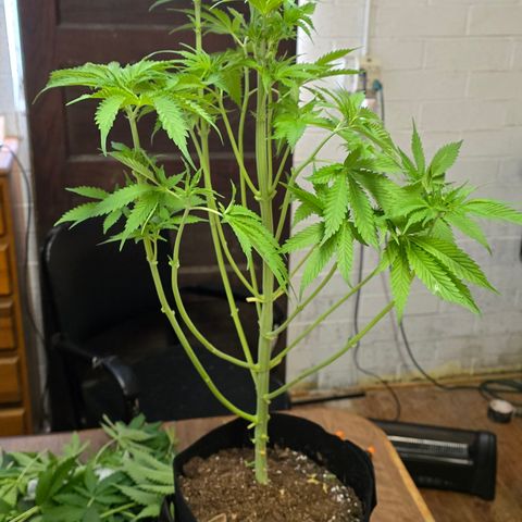 Gangsta Grape growlog timeline photo