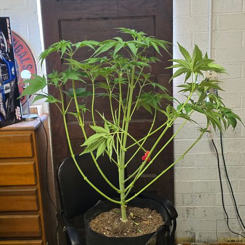 Gangsta Grape growlog timeline photo