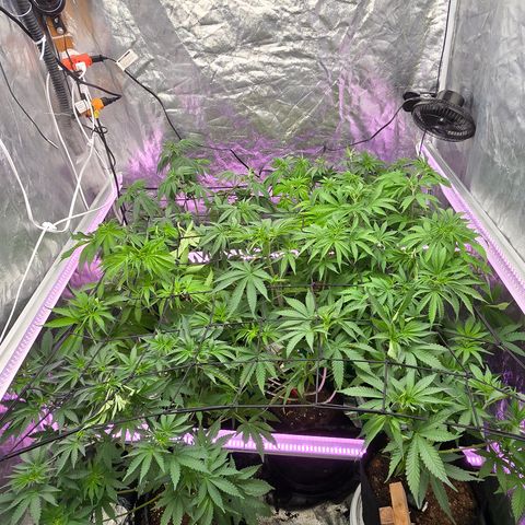 Gangsta Grape growlog timeline photo
