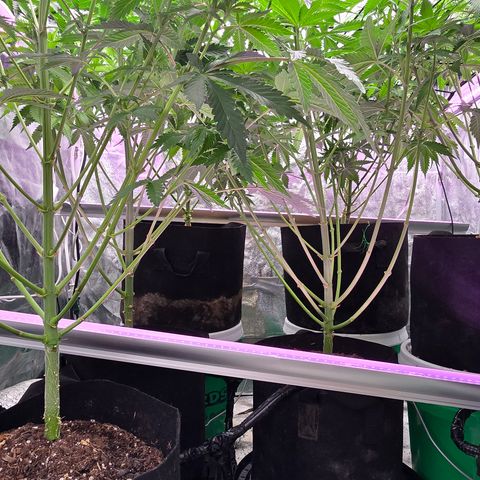 Gangsta Grape growlog timeline photo