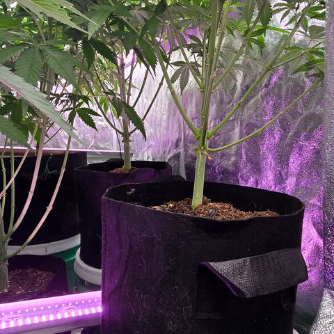 Gangsta Grape growlog timeline photo