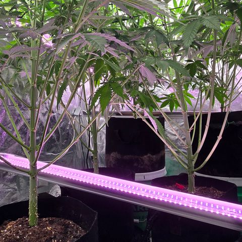 Gangsta Grape growlog timeline photo