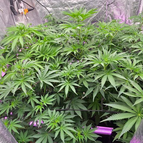 Gangsta Grape growlog timeline photo