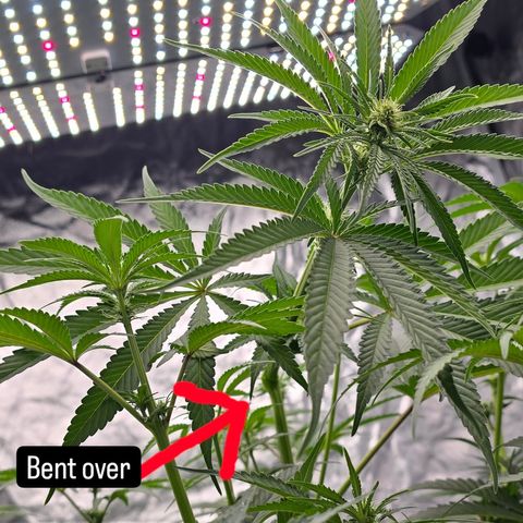 Gangsta Grape growlog timeline photo