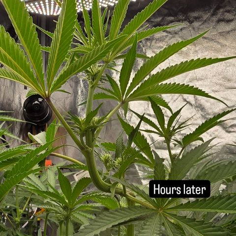 Gangsta Grape growlog timeline photo