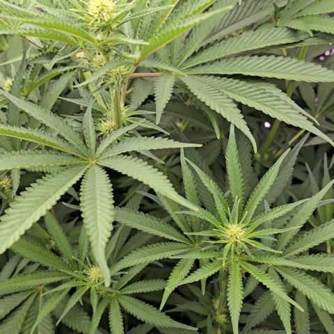 Gangsta Grape growlog timeline photo