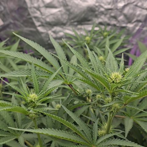 Gangsta Grape growlog timeline photo
