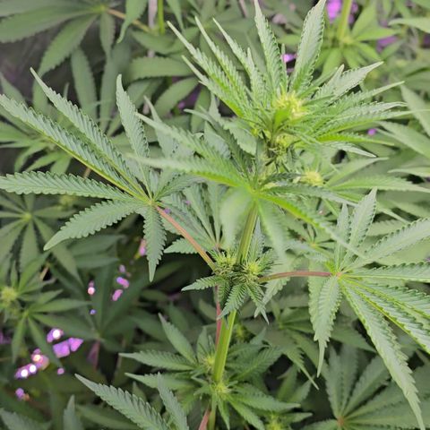 Gangsta Grape growlog timeline photo