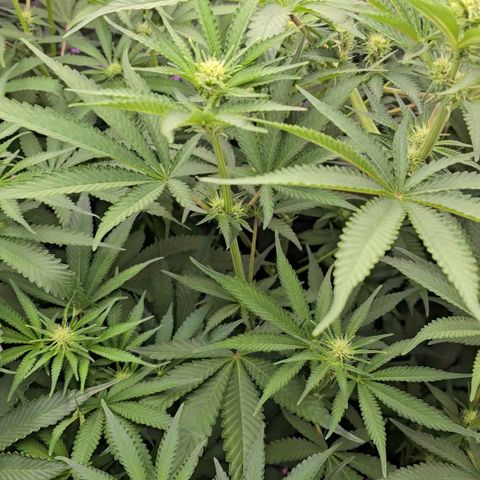 Gangsta Grape growlog timeline photo