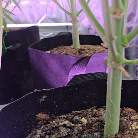 Gangsta Grape growlog timeline photo