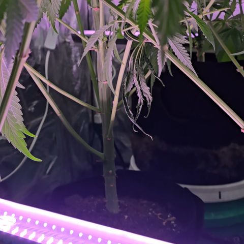Gangsta Grape growlog timeline photo