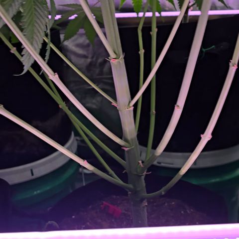 Gangsta Grape growlog timeline photo