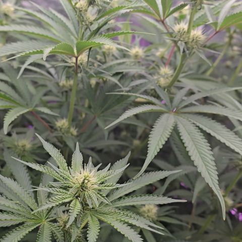 Gangsta Grape growlog timeline photo