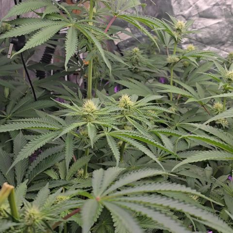 Gangsta Grape growlog timeline photo