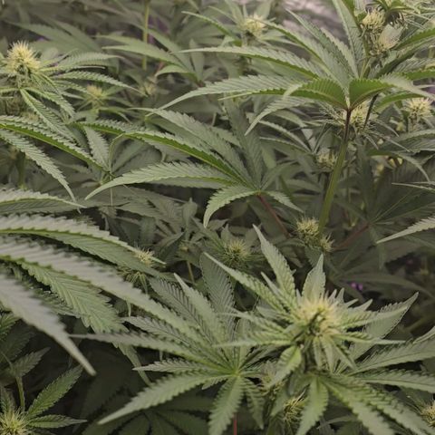 Gangsta Grape growlog timeline photo