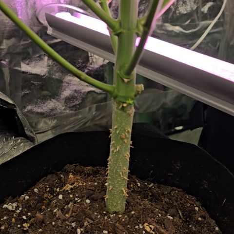 Gangsta Grape growlog timeline photo