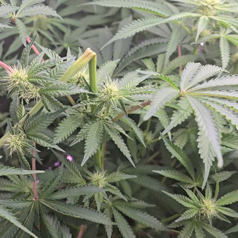 Gangsta Grape growlog timeline photo