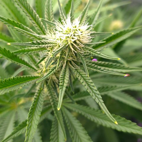 Gangsta Grape growlog timeline photo