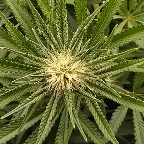 Gangsta Grape growlog timeline photo