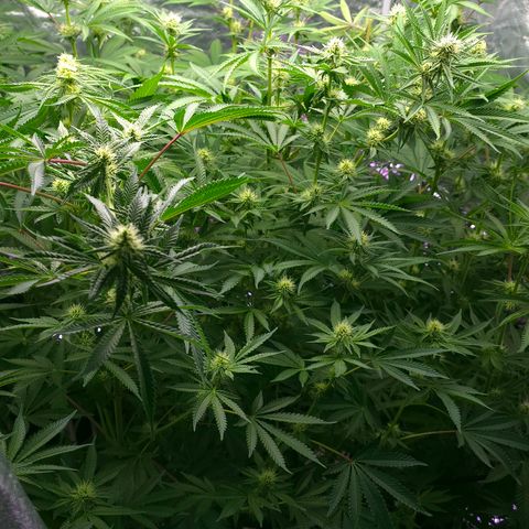 Gangsta Grape growlog timeline photo