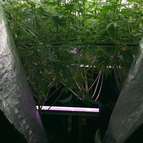 Gangsta Grape growlog timeline photo